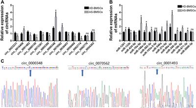 RNA Sequencing Reveals the Expression Profiles of circRNAs and Indicates Hsa_circ_0070562 as a Pro-osteogenic Factor in Bone Marrow-Derived Mesenchymal Stem Cells of Patients With Ankylosing Spondylitis